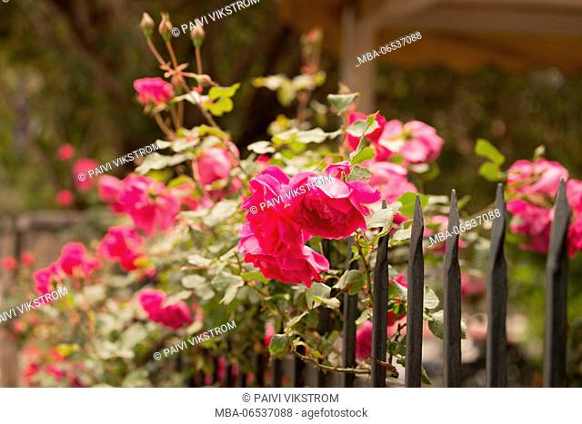 Roses with a fence, Budva Montenegro