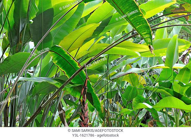 Banana trees (Musa sp.) leaves, Big Island, Hawaii Islands, USA