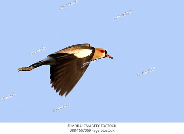 Southern Lapwing (Vanellus chilensis), Pantanal area, Mato Grosso, Brazil