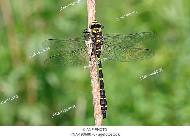 Golden-ringed Dragonfly Cordulegaster boltonii - Viroin valley, Ardennes, Namur, Wallonia, Belgium, Europe