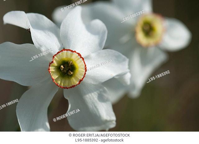 Poet's Daffodil Narcissus poeticus wildflower, Montseny Nature Reservation, Spain