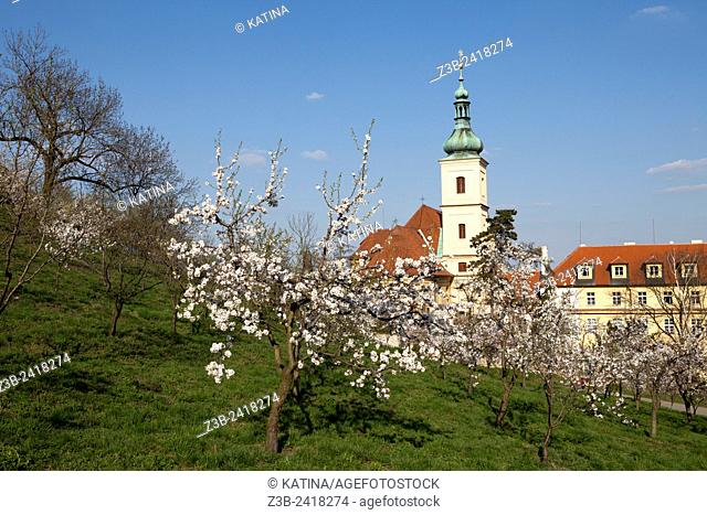 Cherry trees blooming in spring on Prague's Petrin Hill with the Church of Our Lady Victorious at the base of the hill, Prague, Czech Republic, Europe