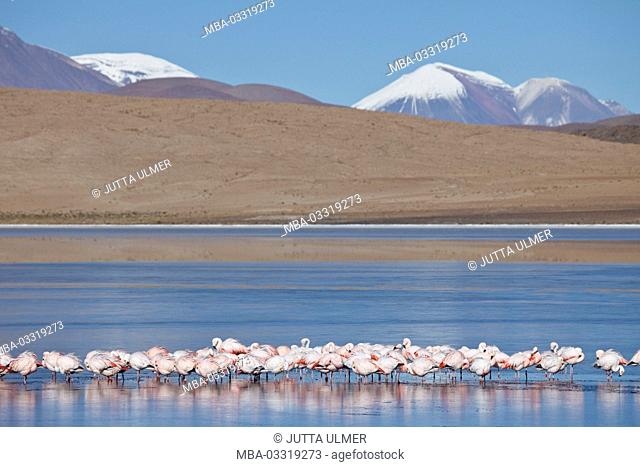 Bolivia, Los Lipez, Laguna Canapa, Andes flamingos