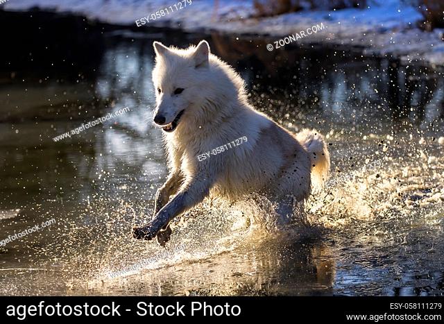 Two Arctic Wolves play around near an icy pond in a snowy forest hunting for prey