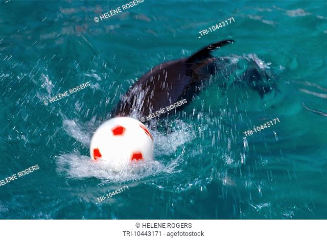 Golden Sands Bulgaria Dolphinarium Playing With Ball