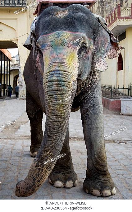 Painted Asian Elephant at Amber Fort, Jaipur, Rajasthan, India, Elephas maximus