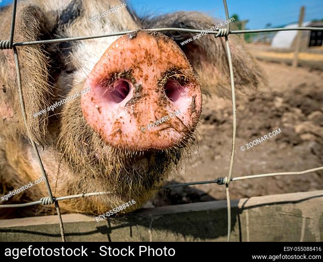 Close up of a pig nose sticking outside the primitive metal farm enclosure fence