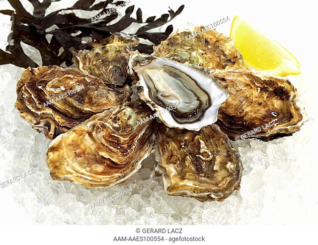 French Oyster Called Marennes d'Oleron, ostrea edulis, Seafoods on Ice