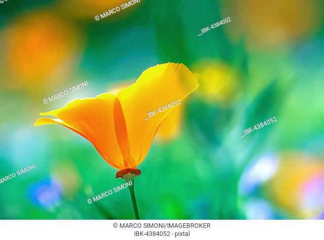 Close-up of a California poppy (Eschscholzia californica), Santa Barbara, California, USA