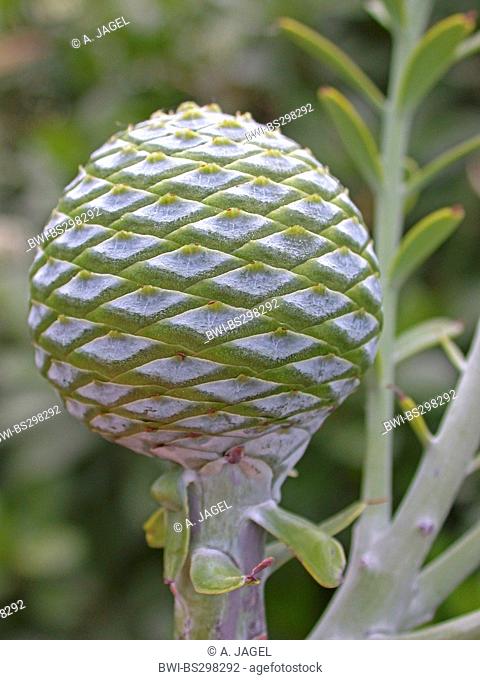 Kauri Pine (Agathis australis), cone on a branch