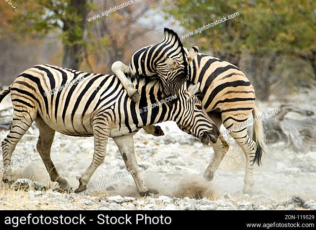 two fighting zebras at a waterhole in the etosha nationalpark in namibia