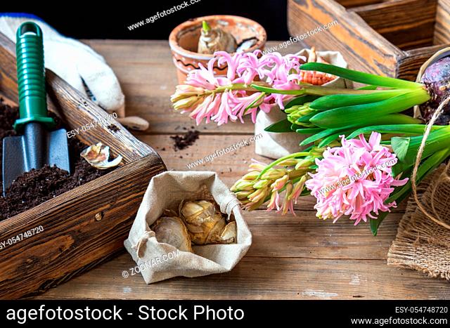 Gardening and planting concept. Woman hands planting hyacinth in ceramic pot. Seedlings garden tools, tubers (bulbs) gladiolus and hyacinth