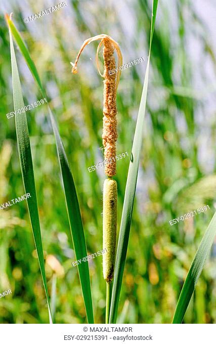 Detail of Typha Latifolia reed flower close to the lake in spring