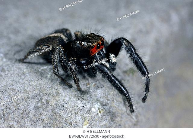 Jumping spider Pellenes seriatus, sittng on a stone, male