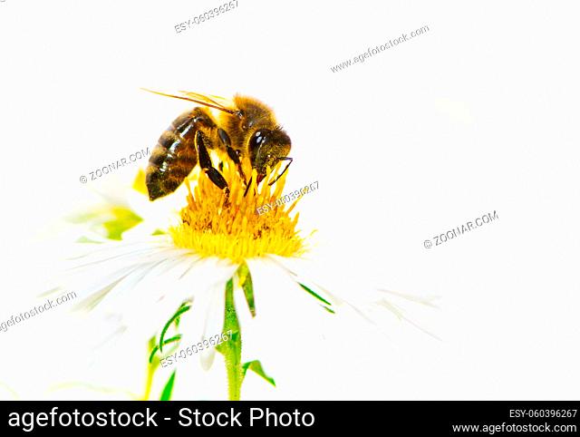Honeybee collecting nectar on a white aster flower