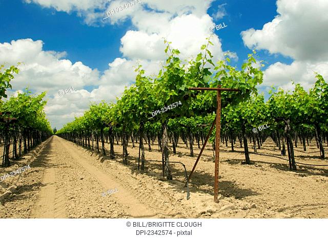 Agriculture - Wine grape vineyard showing mid-Spring foliage growth / near Clements, California, USA