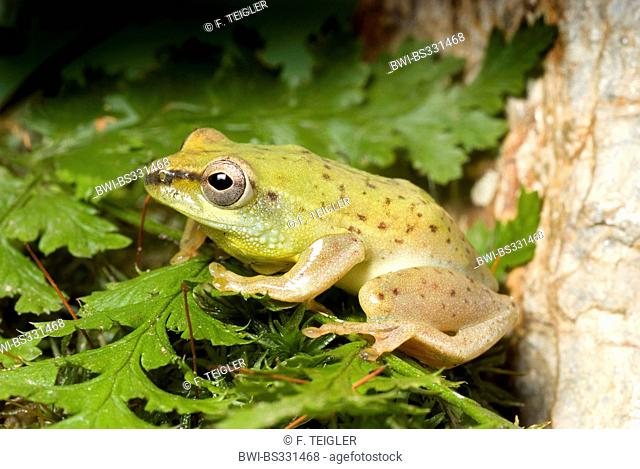 Reed Frog (Hyperolius spec.), Reed Frog from Nigeria