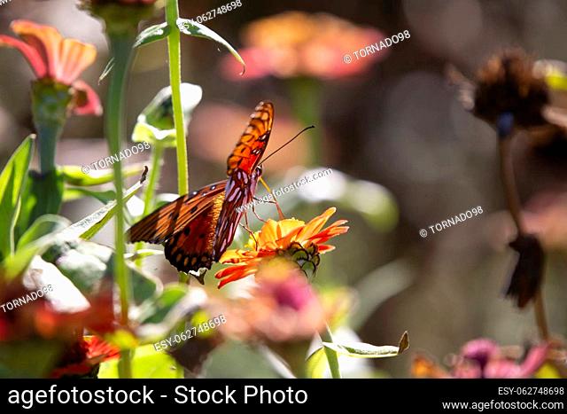 Gulf fritillary butterfly (Agraulis vanillae) on an orange zinnia flower, with copy space on the right