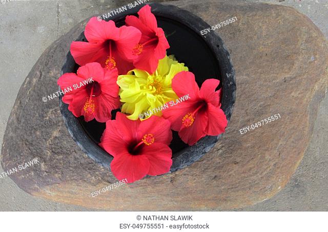 A yellow Coreopsis flower surrounded by red hibiscus in a bowl sitting on a big stone