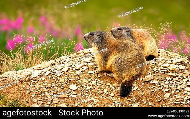 Two alpine marmots, marmota marmota, resting in nature and looking away with copy space. Concept of friendship between animals