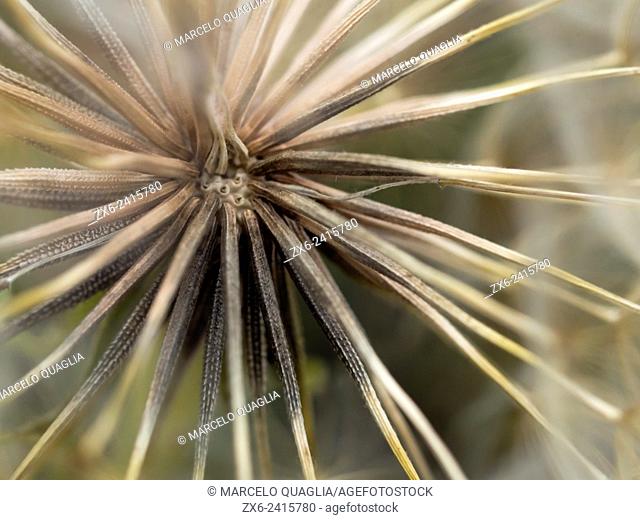 Vipergrass seed parachutes detail (Podospermum laciniatum or Scorzonera hispanica). Prats de Lluçanes countryside. Osona region