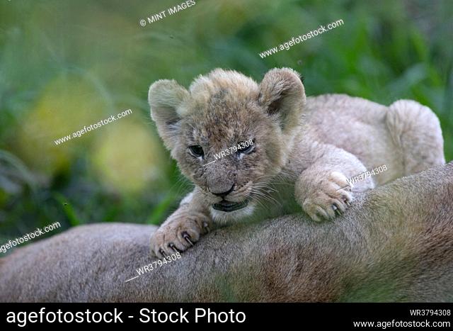 A lion cub, Panthera leo, next to its mother