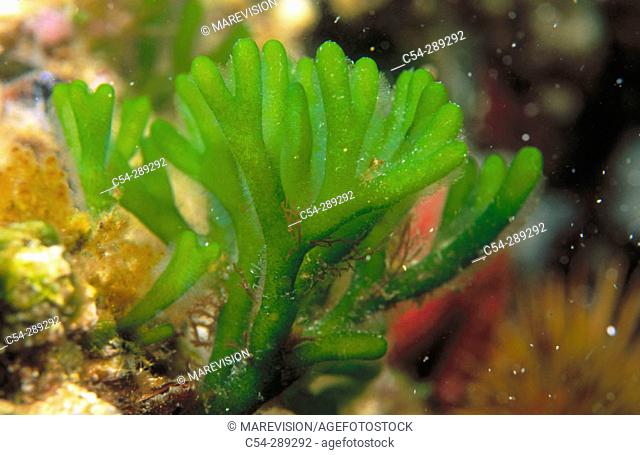Seaweed (Codium tomentosum)
