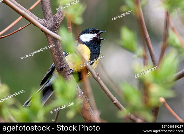 Bird singing in spring forest with fresh green tree in Sunny day. Great tit, parus major, in fresh spring with open beak