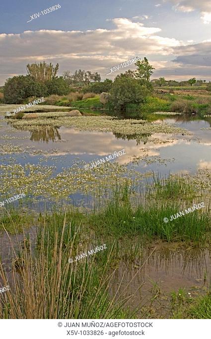 River landscape in spring. Badajoz province. Extremadura. Spain