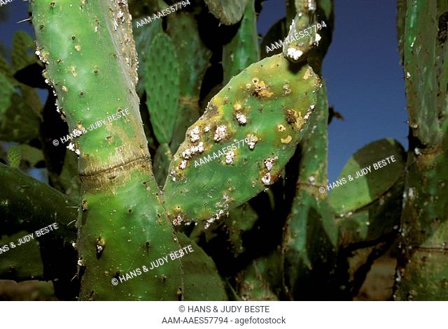 Cochineal Beetle Activity on Prickly Pear. Red Dye extracted - used in coloring/food