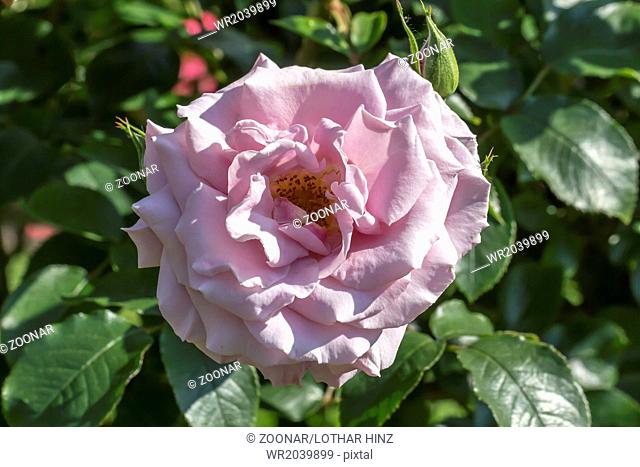 Rosa 'Hansa-Park', Shrub rose