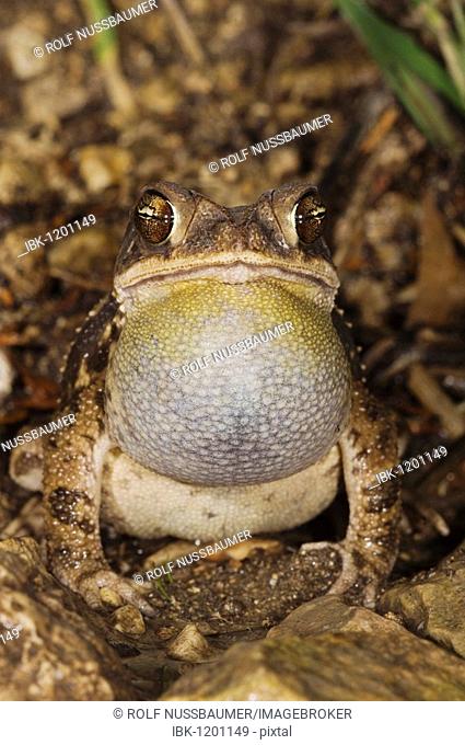 Gulf Coast Toad (Bufo valliceps), male calling at night, vocal sac inflated, Uvalde County, Hill Country, Texas, USA