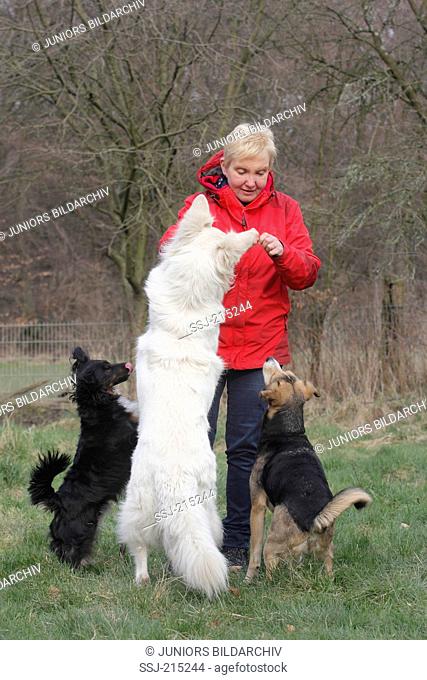 Domestic dog. Three adult dogs begging for a treat. germany