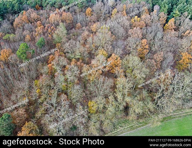26 November 2021, Brandenburg, Sieversdorf: Only a few yellow leaves still shine on the branches between already bare deciduous trees in a forest in East...