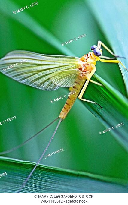 Mayfly clings to marsh grass  Yellow mayfly with grey eyes  Mayflies live one to four years in the river bed or ponds and emerge to mate and die shortly after...