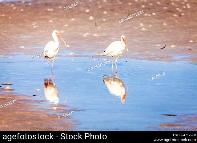 Two American white ibis are wading on a beach in Fort DeSoto County Park in St. Petersburg, Florida
