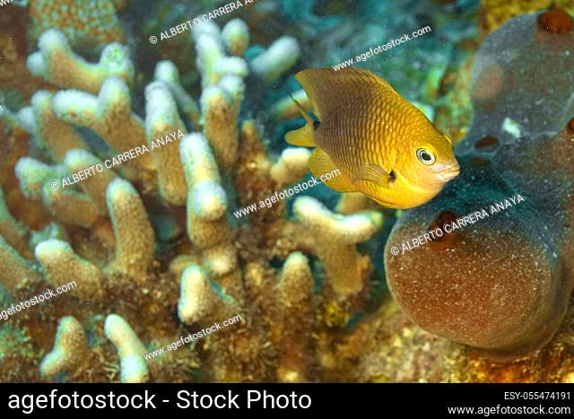 Reef Fish, Coral Reef, Caribbean Sea, Playa Girón, Cuba, América