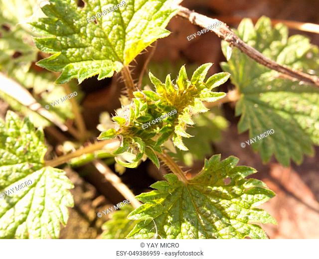 close up of new shoots of dead nettle plant leaves; essex; england; uk