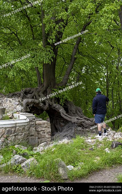 22 May 2021, Saxony-Anhalt, Stecklenberg: A hiker takes a photo of an old lime tree at the entrance to the Lauenburg ruins in the Harz mountains