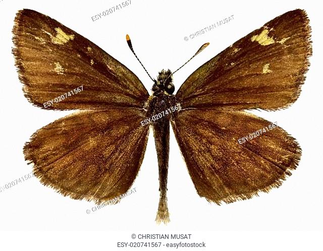 Isolated Large Chequered Skipper butterfly