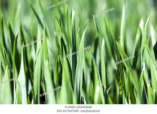 photographed close up green leaves of wheat, close-up, Spring