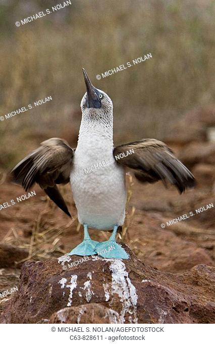 Blue-footed booby Sula nebouxii in intricate mating ritual in the Galapagos Island Group, Ecuador The Galapagos are a nesting and breeding area for blue-footed...