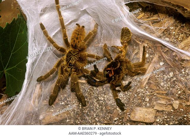 Usambara Orange Baboon Spider, shed Skin & Web (Pterinochilus murinus), Africa