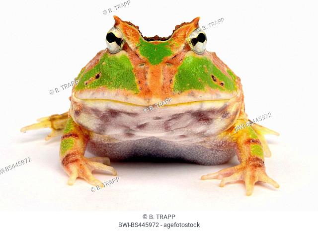 Fantasyfrog, Fantasy horned frog, Fantasy pacman frog, horned frog, pacman frog (Ceratophrys cornuta x cranwelli), hybrid Fantasy Tricolor