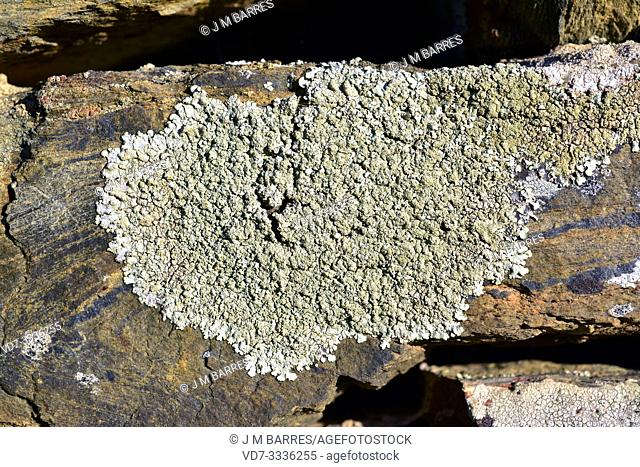 Parmelia caperata or Flavoparmelia caperata is a foliose lichen with soralia. Old specimen. This photo was taken in La Albera, Girona province, Catlonia, Spain