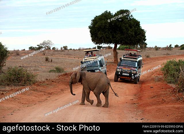 FILED - 24 August 2022, Kenya, Tsavo: An elephant crosses a gravel road in Tsavo East National Park while two safari vehicles with tourists wait for him