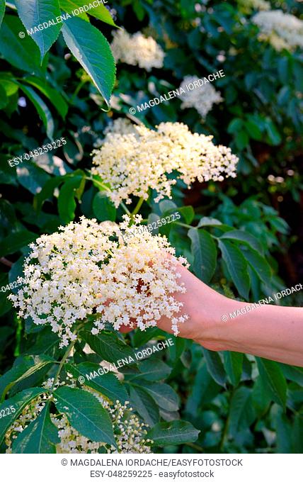 Woman Hand Picked Elderflower Cordial in spring Garden