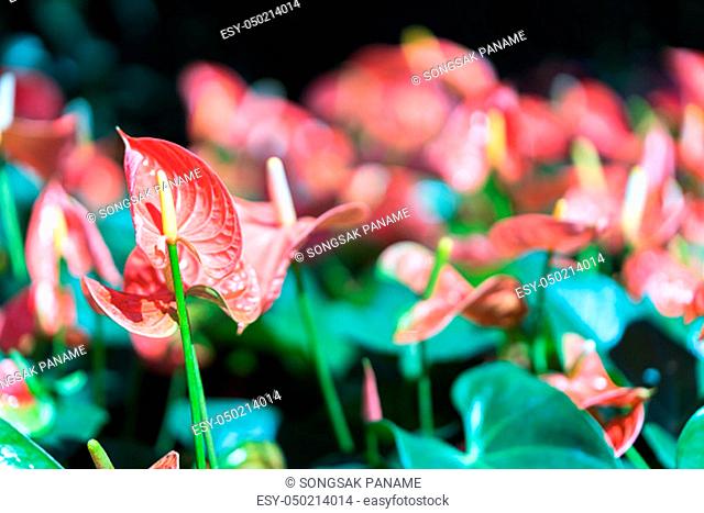 Close up of Pink Anthurium or flamingo flowers in garden