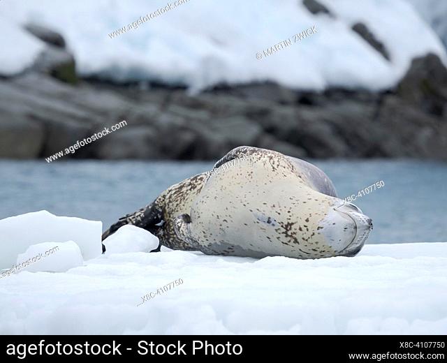 Leopard Seal (Hydrurga leptonyx) on ice floe in Port Lockroy at Wiencke-Island. Antarctica, February