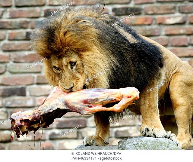 A lion holds a large piece of beef in his mouth at the zoo in Duisburg, Germany, 14 February 2014. Among meat from the slaughterhouse